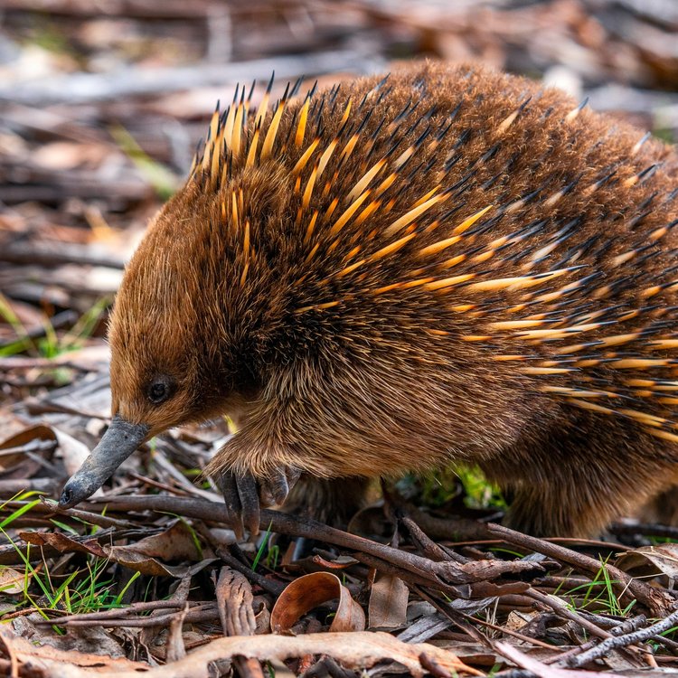 Echidna