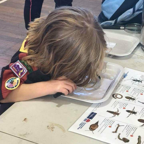 Scouts