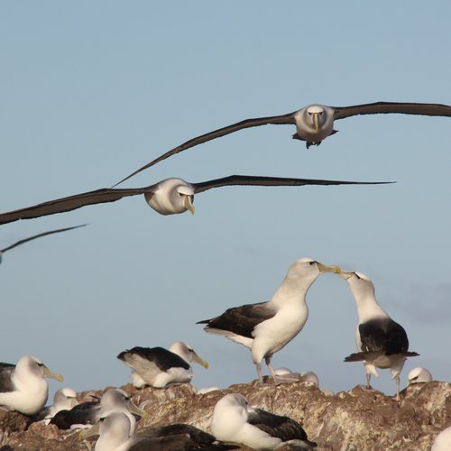Sky Albatross