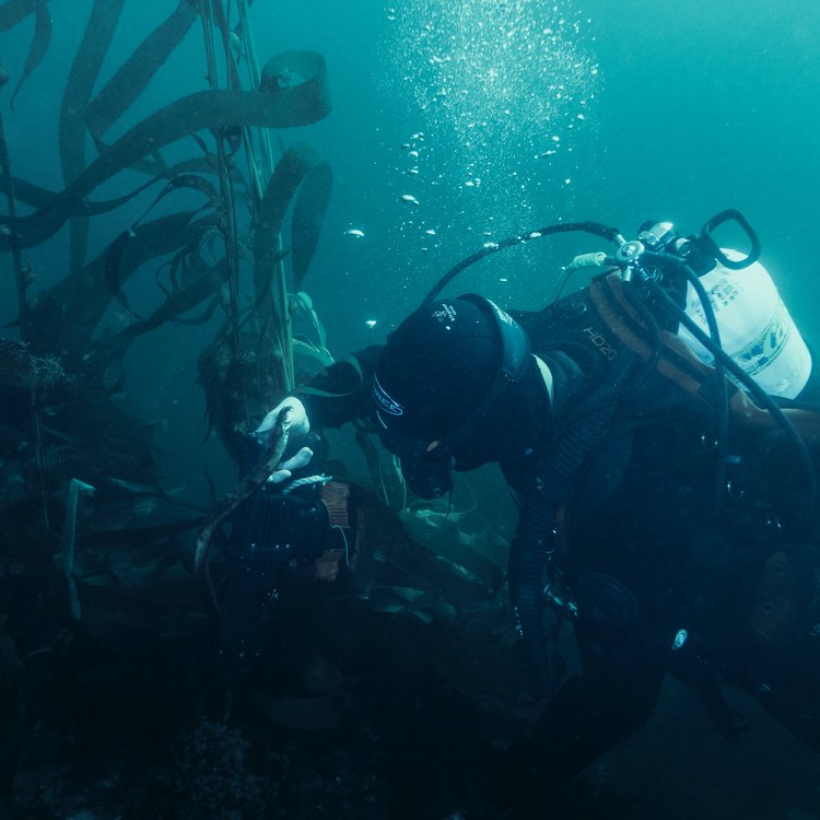 210824_UTAS_COSE_Diving-06197_sRGB_HighRes
