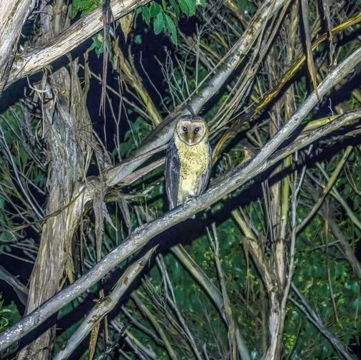 Owl 1_Bob Brown Foundation